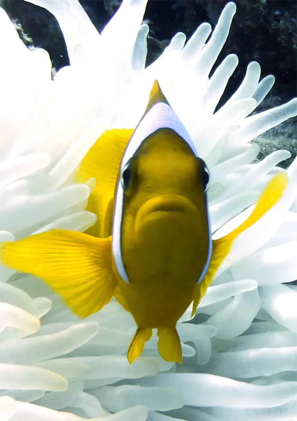 Silke_Peeters_Diving_02 Silke Peeters Diving