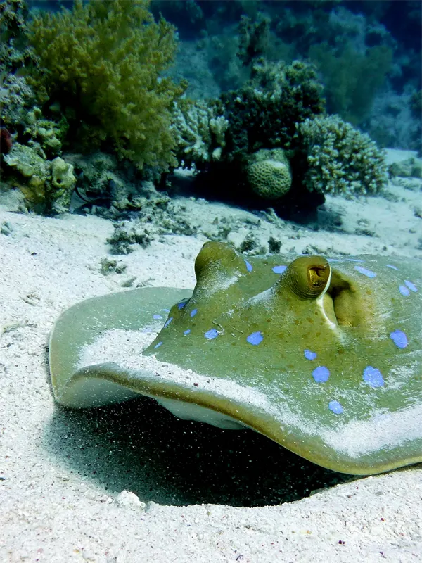 Silke_Peeters_Diving_04 Silke Peeters Diving