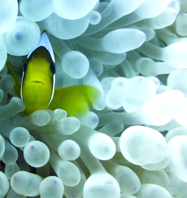 Silke_Peeters_Diving_05 Silke Peeters Diving