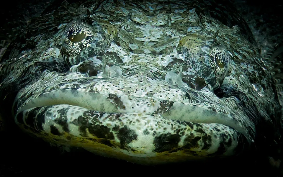 Silke_Peeters_Diving_07 Silke Peeters Diving